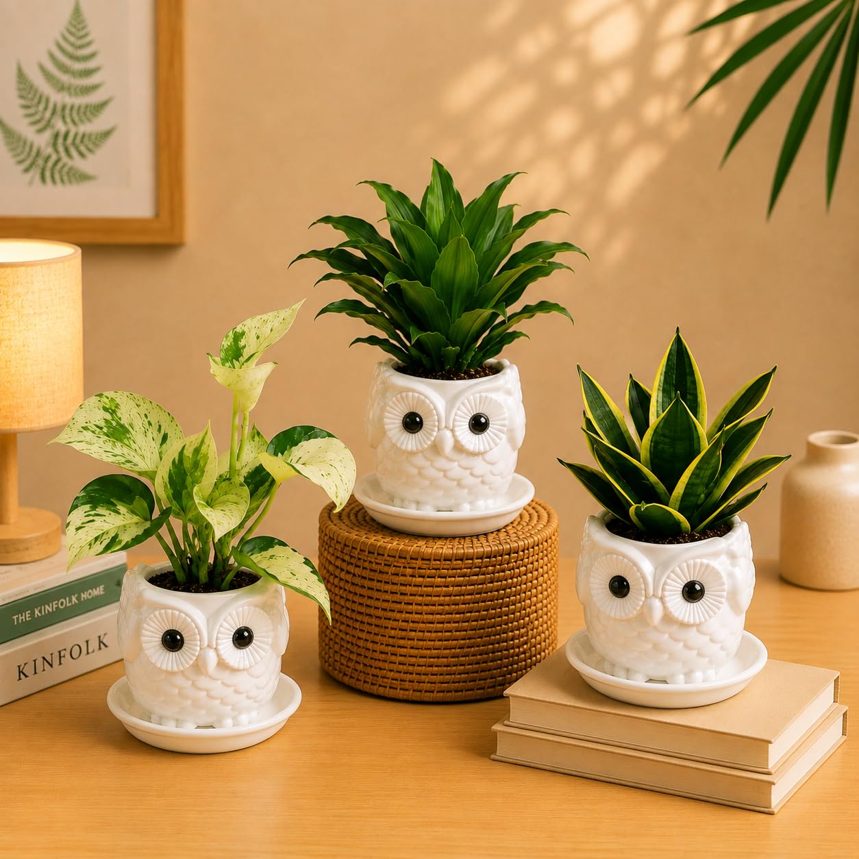 Cute Decorative Indoor Plants Combo of 3 – Manjula Money Plant, Dracaena Compacta & Golden Hahnii Snake Plant in Premium Owl Planters with Drainage Trays for Home Decor & Gifting-image-37