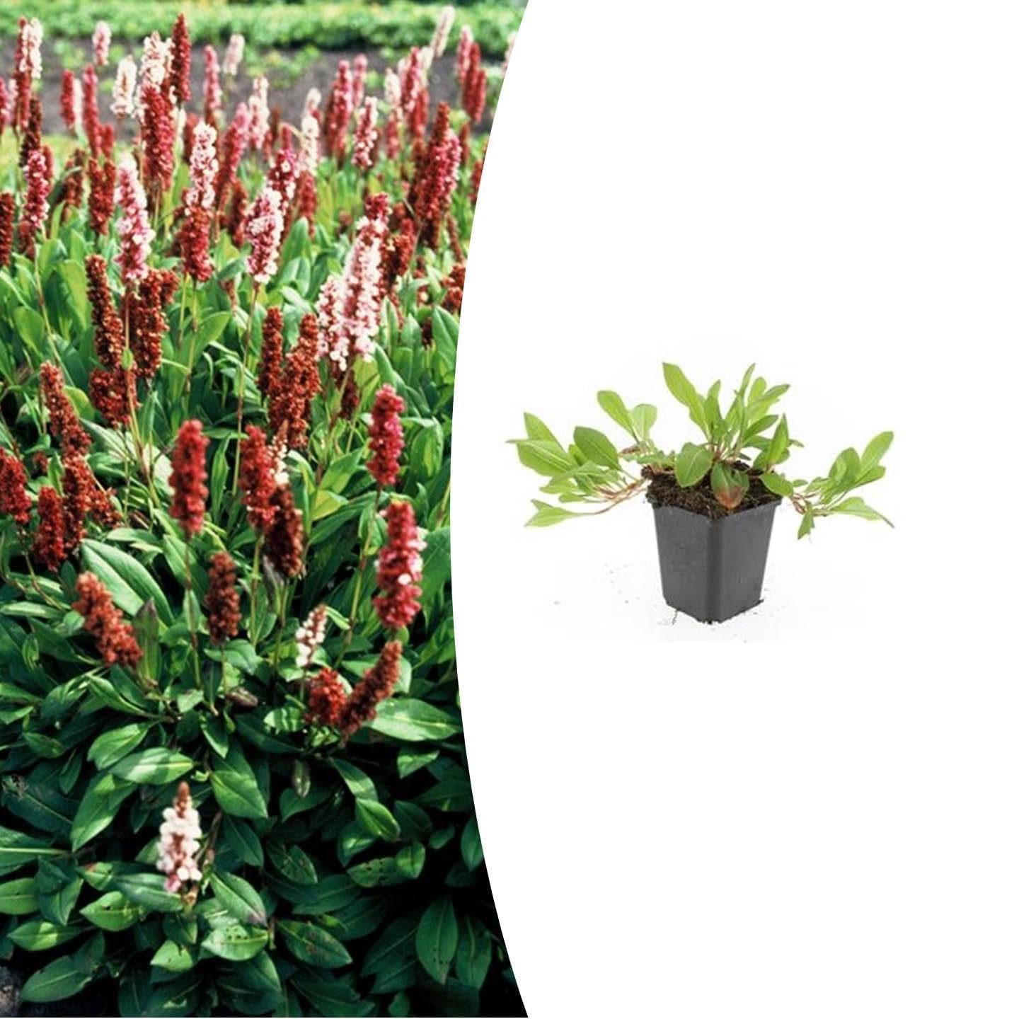 Persicaria aff 'Darjeeling Red' | 6 pièces - 10-25cm - Ø9cm - Plante de jardin