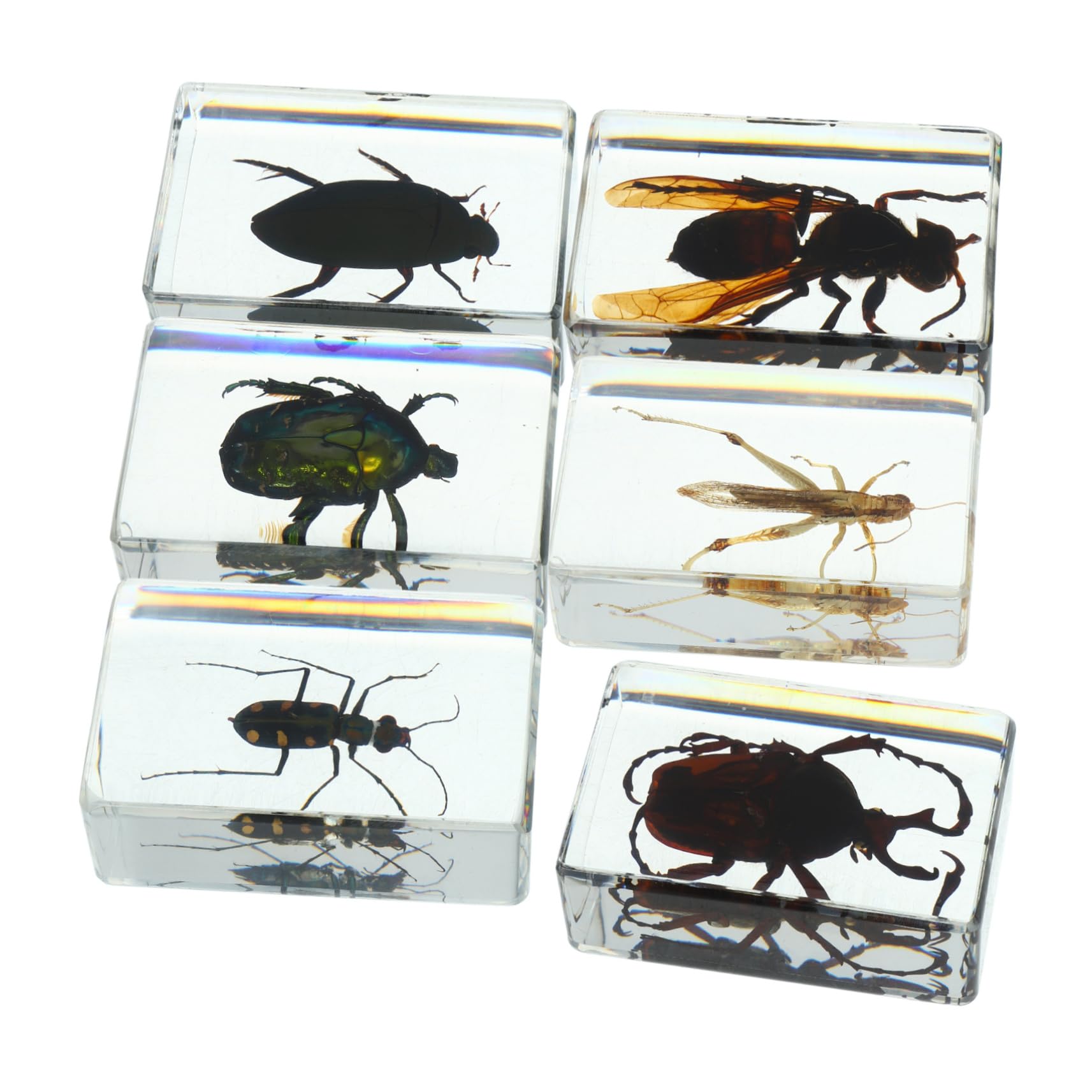 OKUMEYR 6pcs Insect Specimen Resin Insect Bugs Collection Insect in Resin Collection Insect in Resin Paperweights Resin Specimen Insect Adornment Insect Decor Preserved Insect Resin