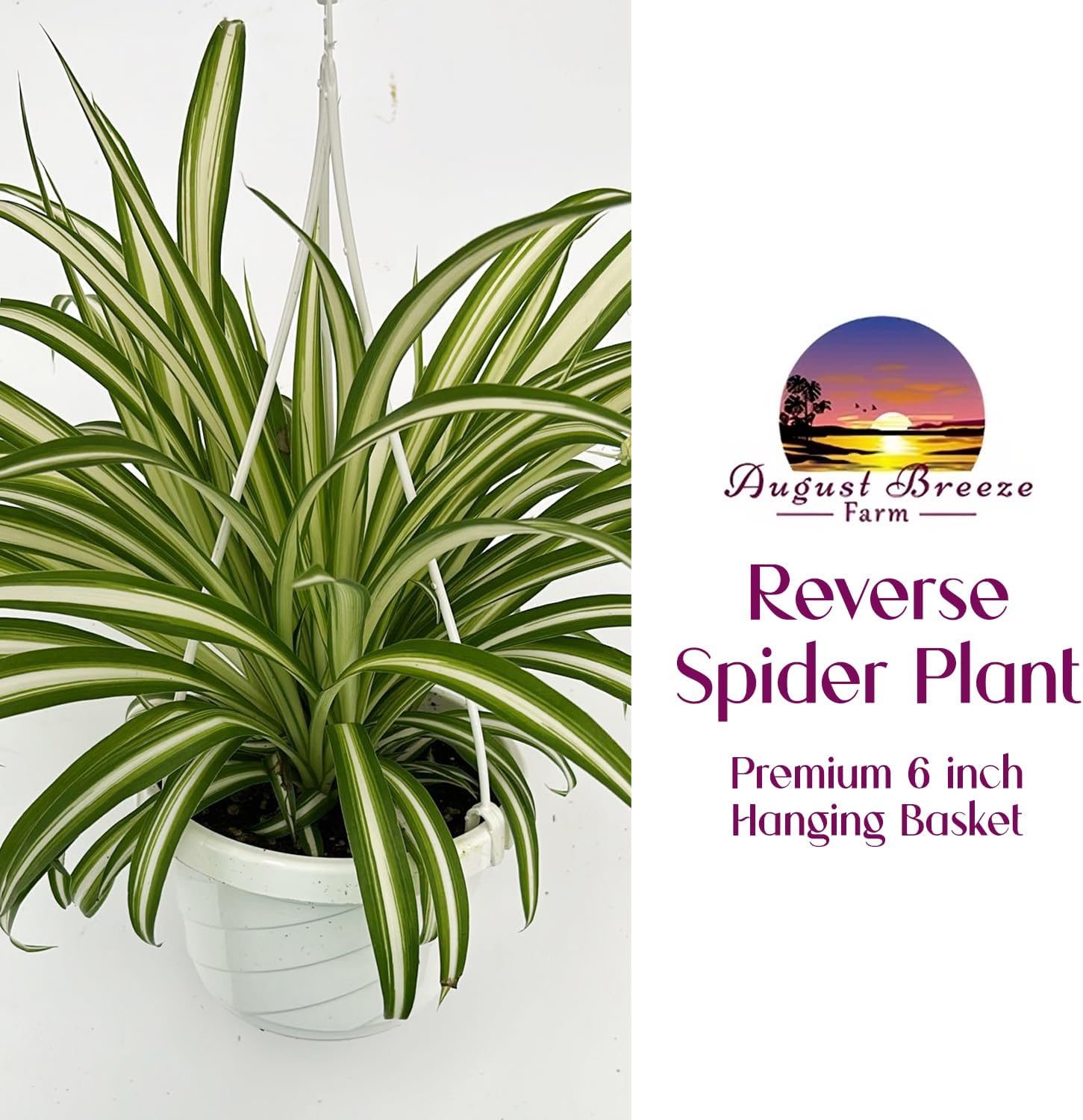 Live Reverse Spider Plants in 6 inch Hanging Basket - Chlorophytum Comosum Vittatum Plant for Home & Office Decor, Easy to Grow Air Purifying Houseplant White & Green Striped Foliage (1)