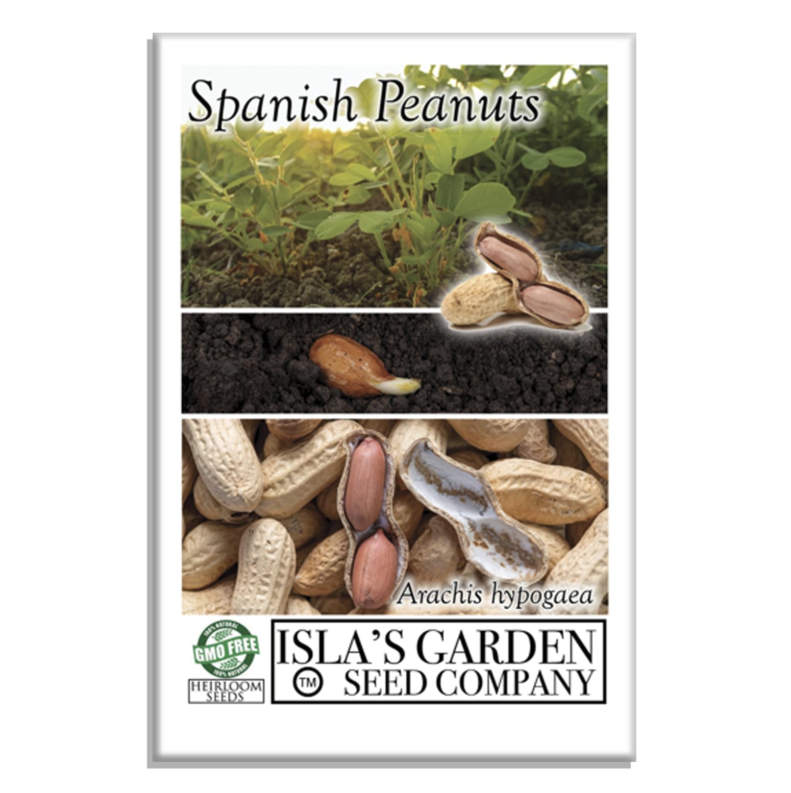 Spanish Peanut Seeds (Arachis hypogaea) – 20 Non-GMO Heirloom by Isla’s Garden Seeds, Early-Maturing Variety with Bold Flavor, Great for Roasting,