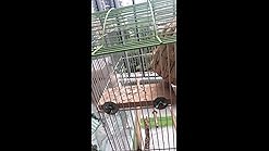 Amazon Com Kaytee Critter Trail Bedding Tray Habitat 3 Pack Pet Supplies