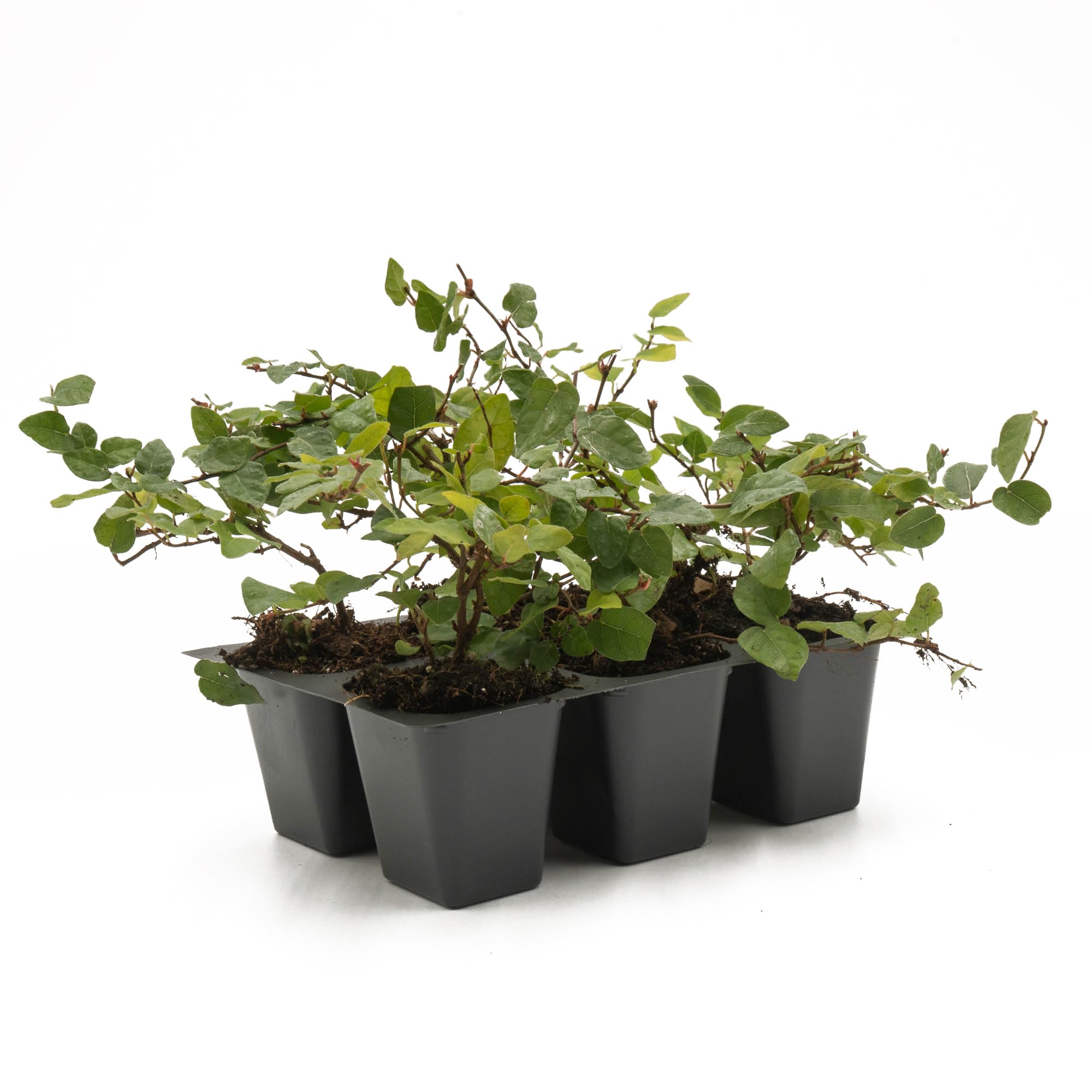 6 Creeping Fig Live Plants