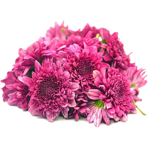 Fresh Chrysanthemum Purple 250g