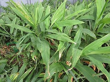 Amazon.co.jp: 10本分茗荷苗 みょうが苗 抜き苗 完全無農薬