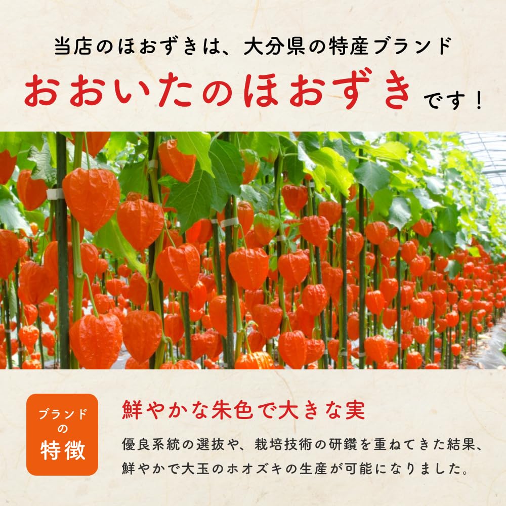 Amazon｜Puriza ほおずき 生花 大分 宮崎産 秀品 品質保証 生け花