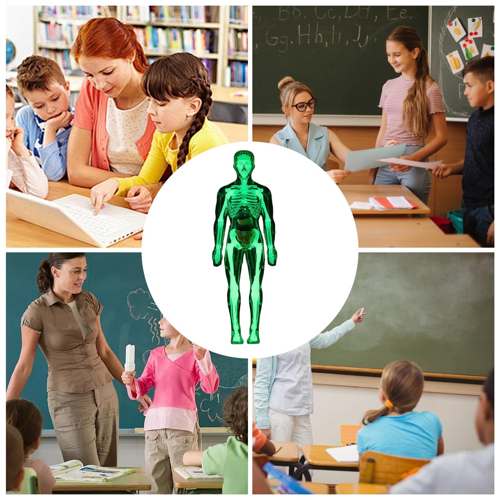 Zabawki anatomiczne dla - Naukowy model ludzkiego ciała, interaktywna figurka szkieletu do nauki w domu