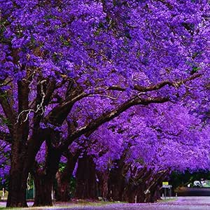 Amazon.com : Jacaranda Tree Plant Live, 4 Inc Potted, Jacaranda ...