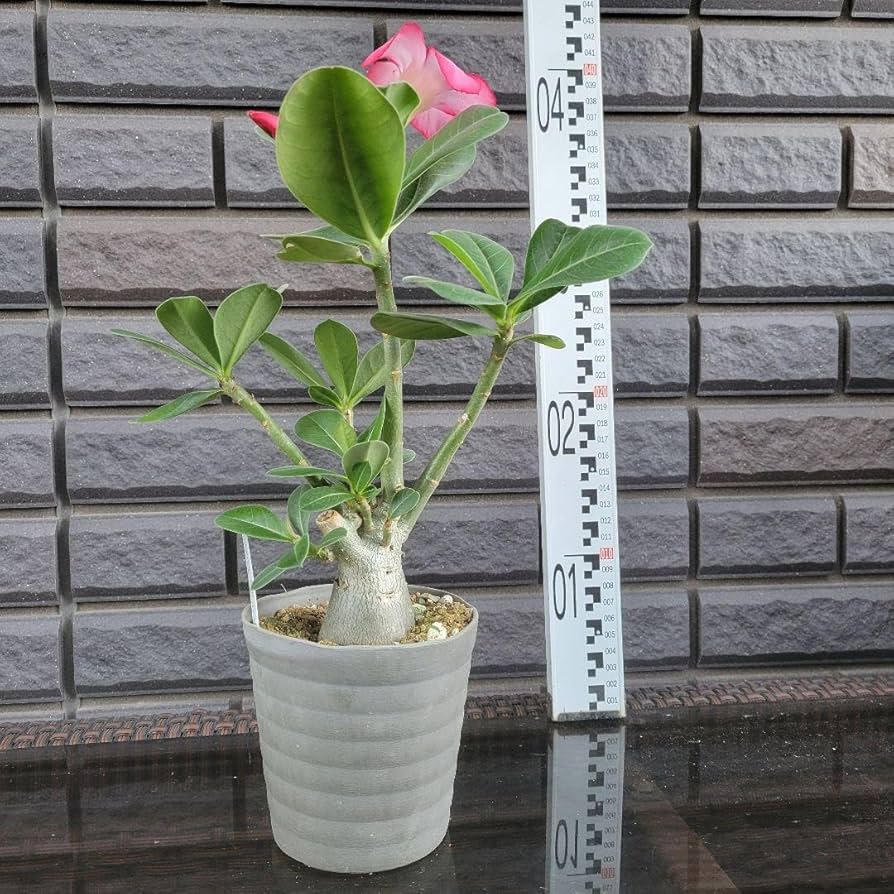 Amazon.co.jp: アデニウム タイソコトラナム 実生2年生苗 : DIY・工具