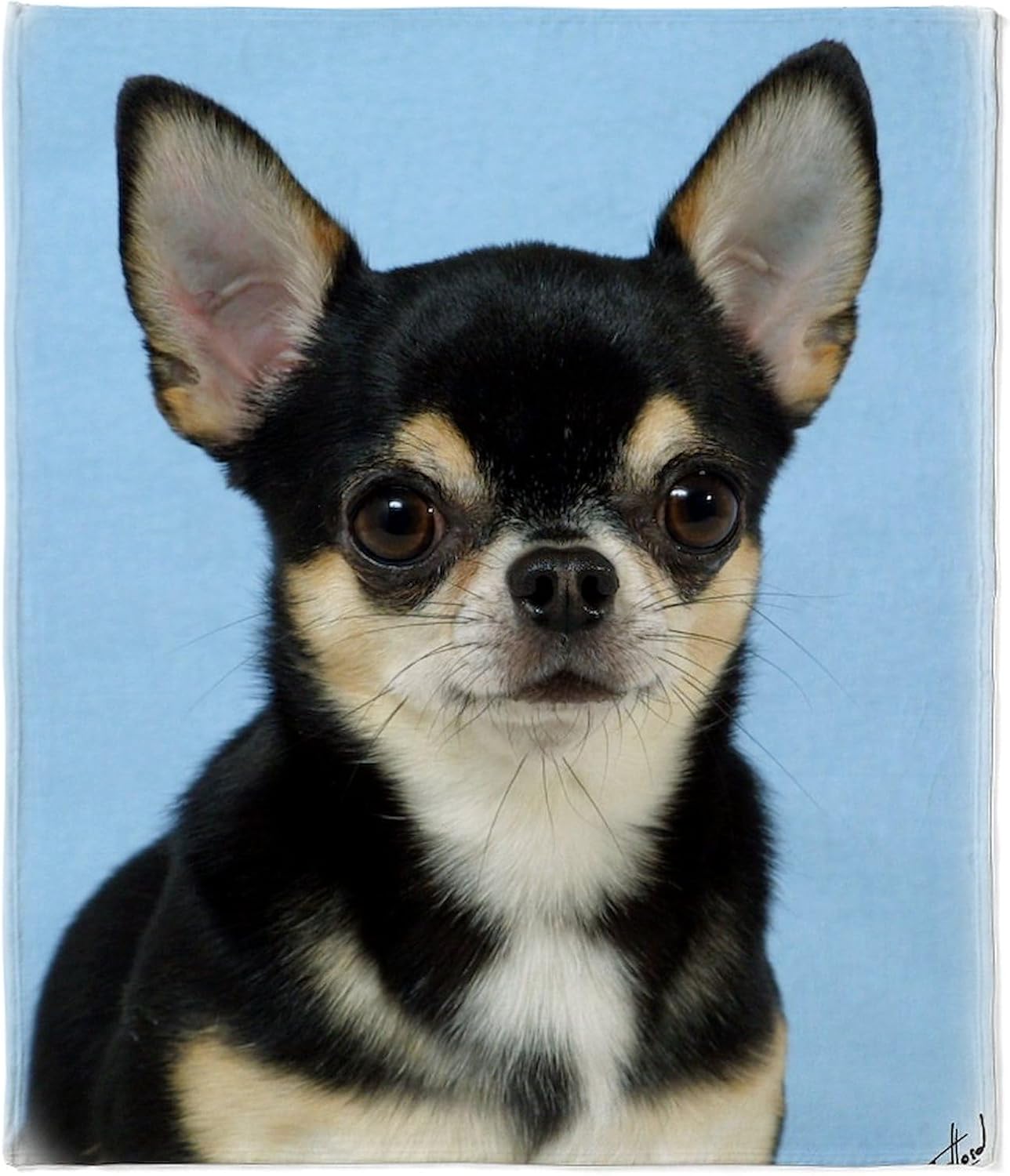 CafePress Chihuahua 9W092D 057 Throw Blanket Super Soft Fleece Plush Throw Blanket, 60"x50"