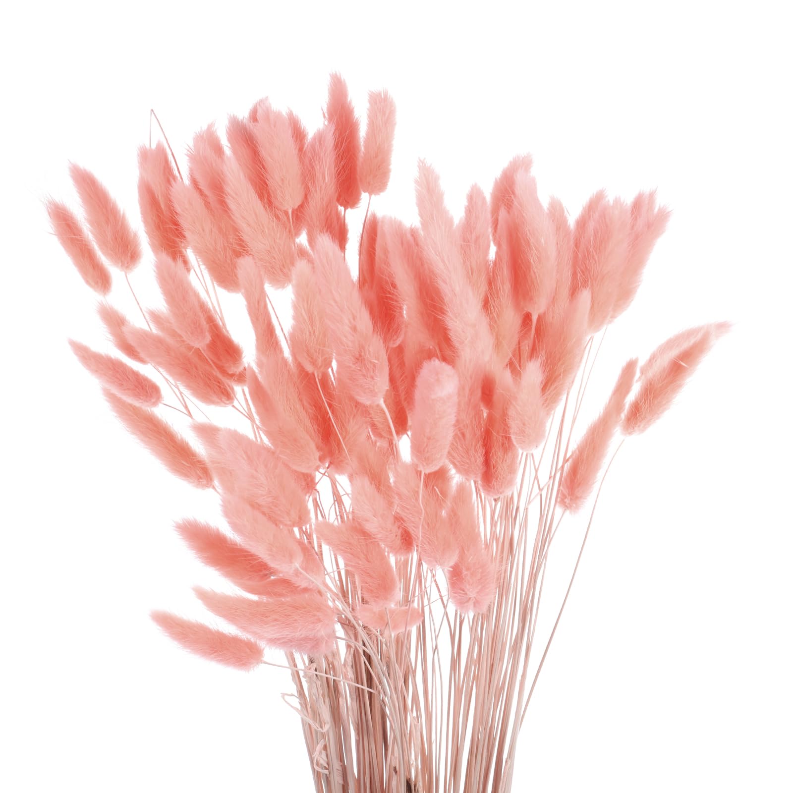 Lagurus Ovatus naturel de qualité supérieure 120 fleurs séchées rose