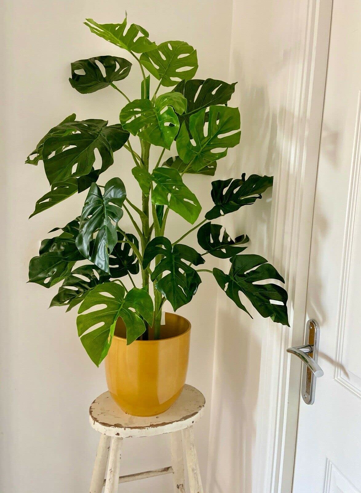 monstera plants for sale 6-8ft Monstera Deliciosa- NYC, NJ, CT, Boston, Providence, Washington DC,  Baltimore, Philadelphia, Princeton, Long Island, and Upstate NY Local Plant main image 1