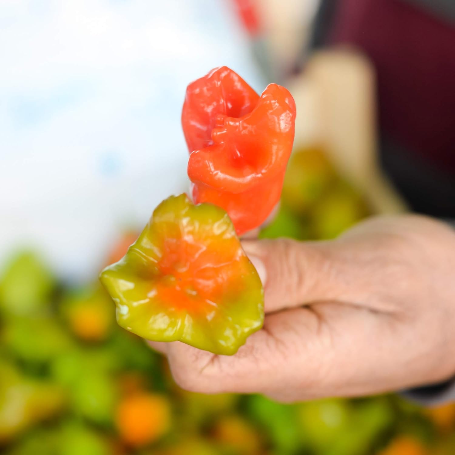 Pepper Seeds - Hot - Mushroom Red - 1 Oz ~5,000 Seeds - Capsicum annuum - Farm & Garden Vegetable Seeds - Non-GMO, Heirloom, Open Pollinated, Annual