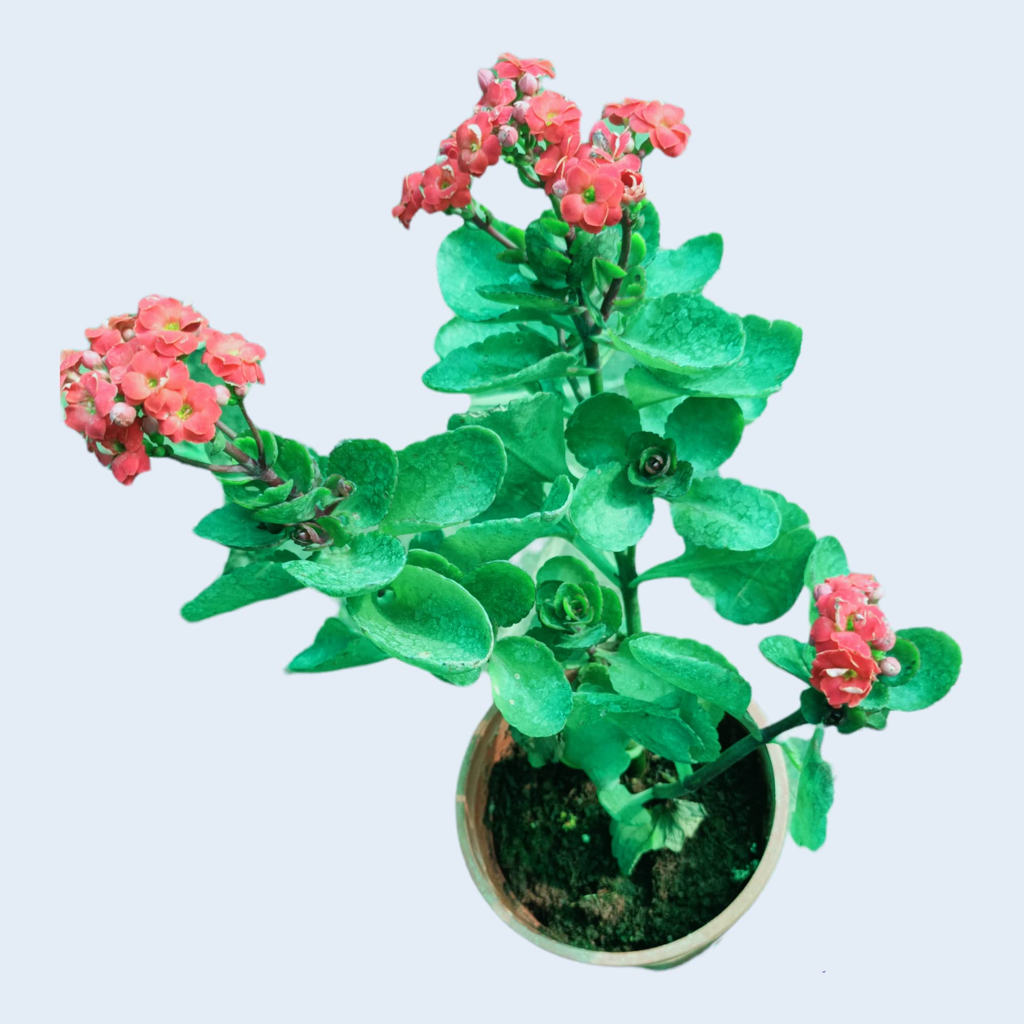 See full amazon price history chart for Gurveplantationi - Live Kalanchoe Indoor Plant with Colourful Flowers Double Succulent Plants in Beautiful Pot (Pack of 1) (Red) Gurveplantationi - Live Kalanchoe Indoor Plant with Colourful Flowers Double Succulent Plants in Beautiful Pot (Pack of 1) (Red) (B0BDG1FB37) Amazon Price History, Amazon Price Tracker