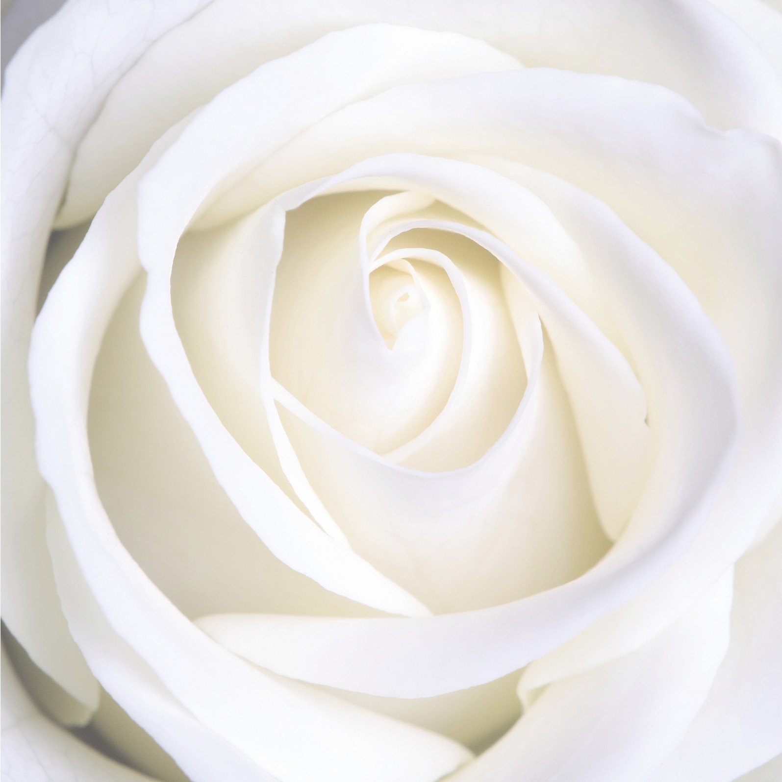 Rose 1