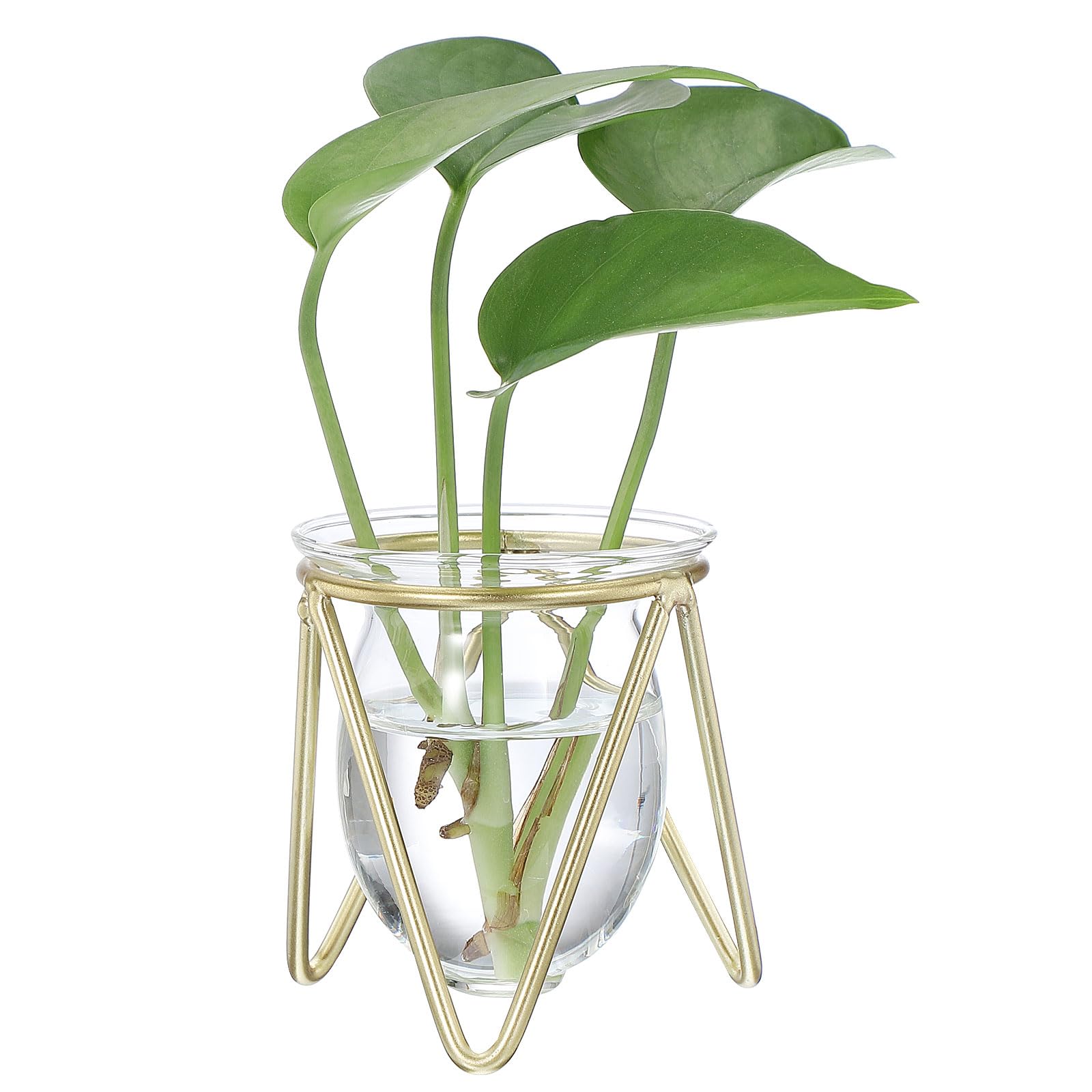PATIKIL Glass Plant Terrarium with Metal Stand