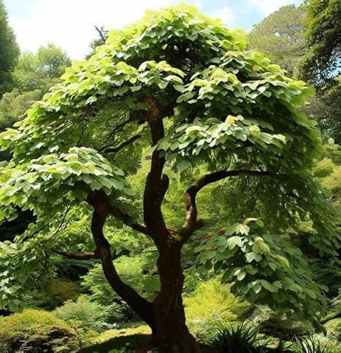 Alnus Japonica (Japanese Alder) Tree Seeds, Attractive Appearance and Environmental