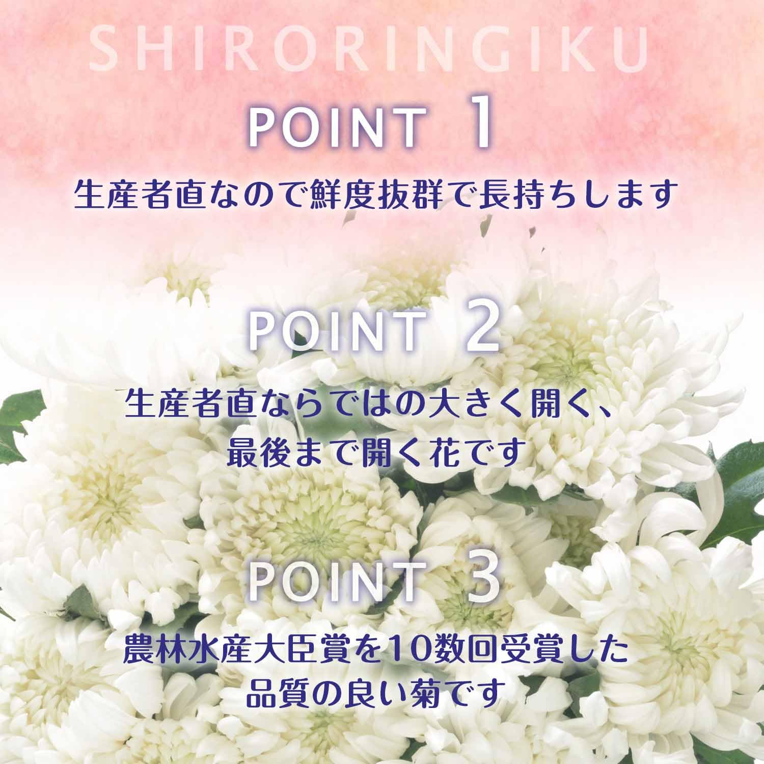 【白菊】オーダー3品 たち吉』から、料理を引き立てる真っ白な菊割食器「白菊