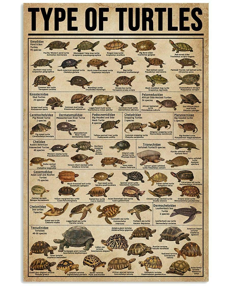 Kwqdozf As Pic Vintage Metal Tin Sign Turtles Of The World Wall Art Home 8X12 Inch