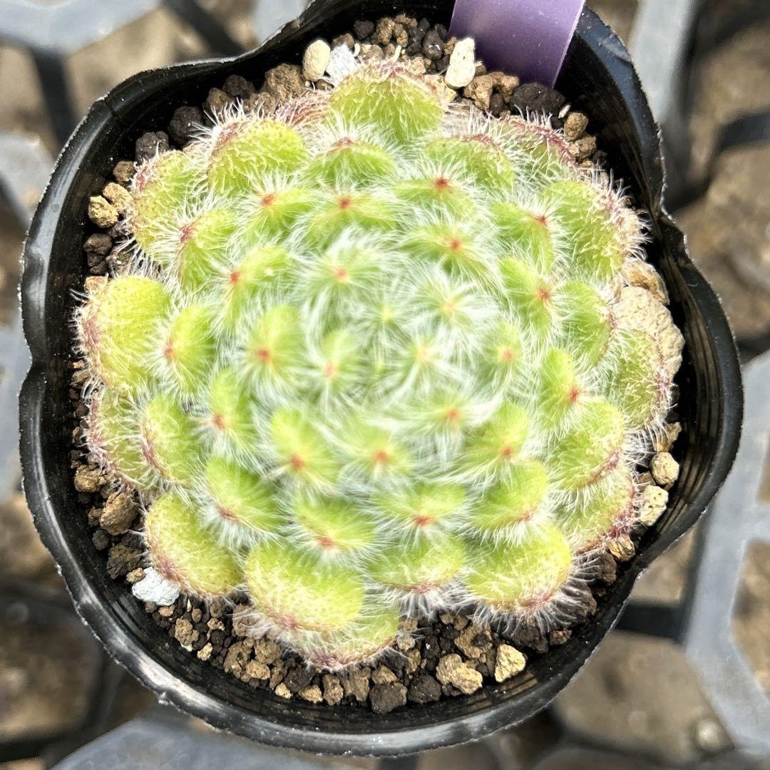 ののい　多肉植物 Amazon｜多肉植物No.447 キングマイダス 12センチポット｜観葉