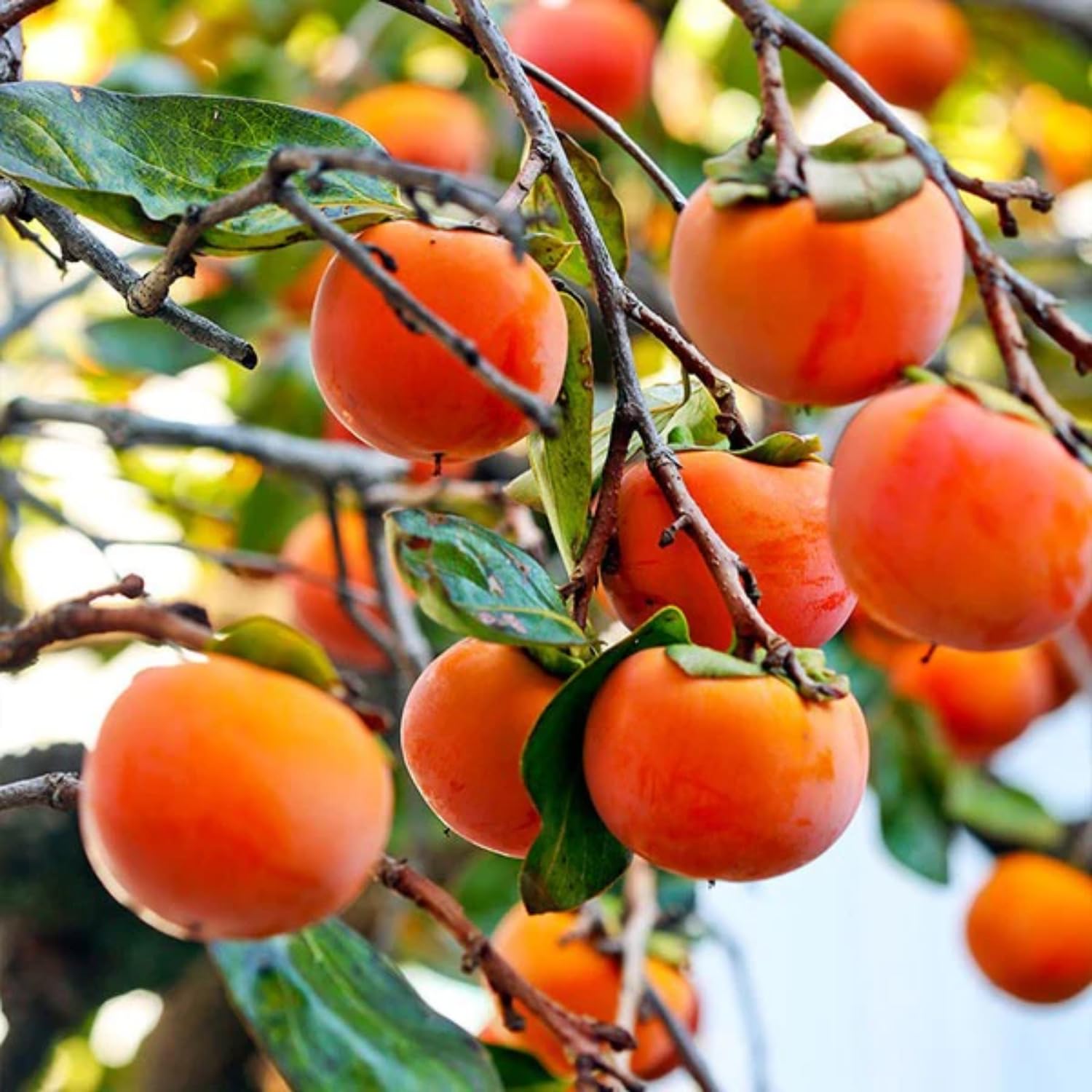 See full amazon price history chart for Hug A Plant | Persimmon Fruit Plant (Diospyros kaki) Fruit Live Plant (Home & Garden) Hug A Plant | Persimmon Fruit Plant (Diospyros kaki) Fruit Live Plant (Home & Garden) (B0CS34QRLP) Amazon Price History, Amazon Price Tracker