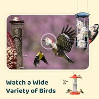 NETVUE Birdfy Intelligens Madárkamera Napelem és Állítható Állvánnyal 6