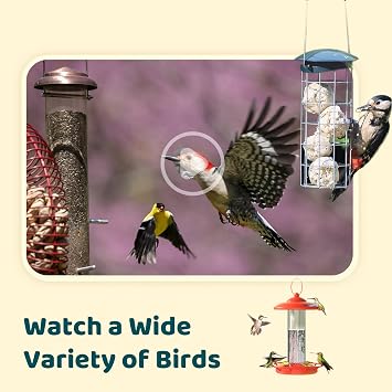 NETVUE by Birdfy Bird Camera for Feeder/Bath Birdwatching, Instant Alerts