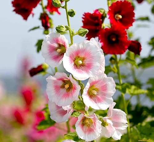 Miniatura 4 de Semillas Mezcla de Semillas de Malvarrosa Malva 30+ Semillas para Plantar Flores Perennes Vistosas Mezcla Multicolor