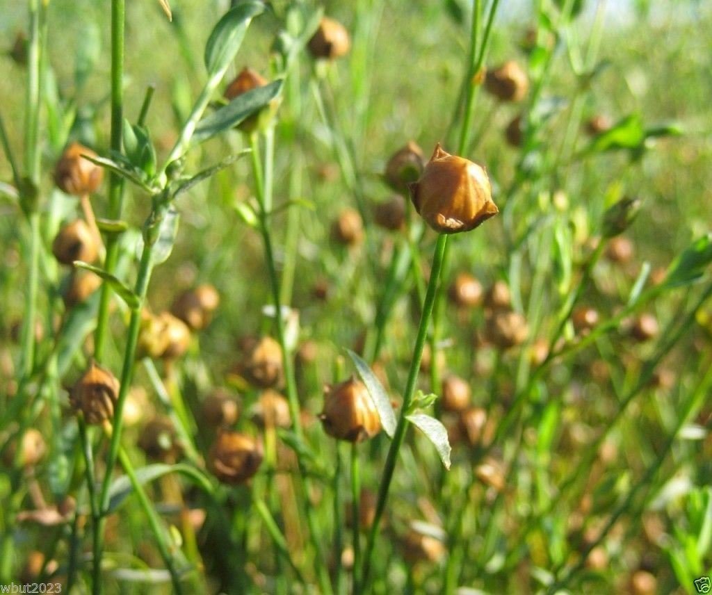 Amazon.com : Flax Plan Seed ,Alsi Seed / Linseed / A Flower, A Vegetable, A  Herb 500 Seeds ! : Patio, Lawn & Garden