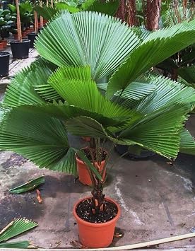 Seeds Chinese Fan Palm Livistona - Growing Indoor - Perennial Tree for Planting