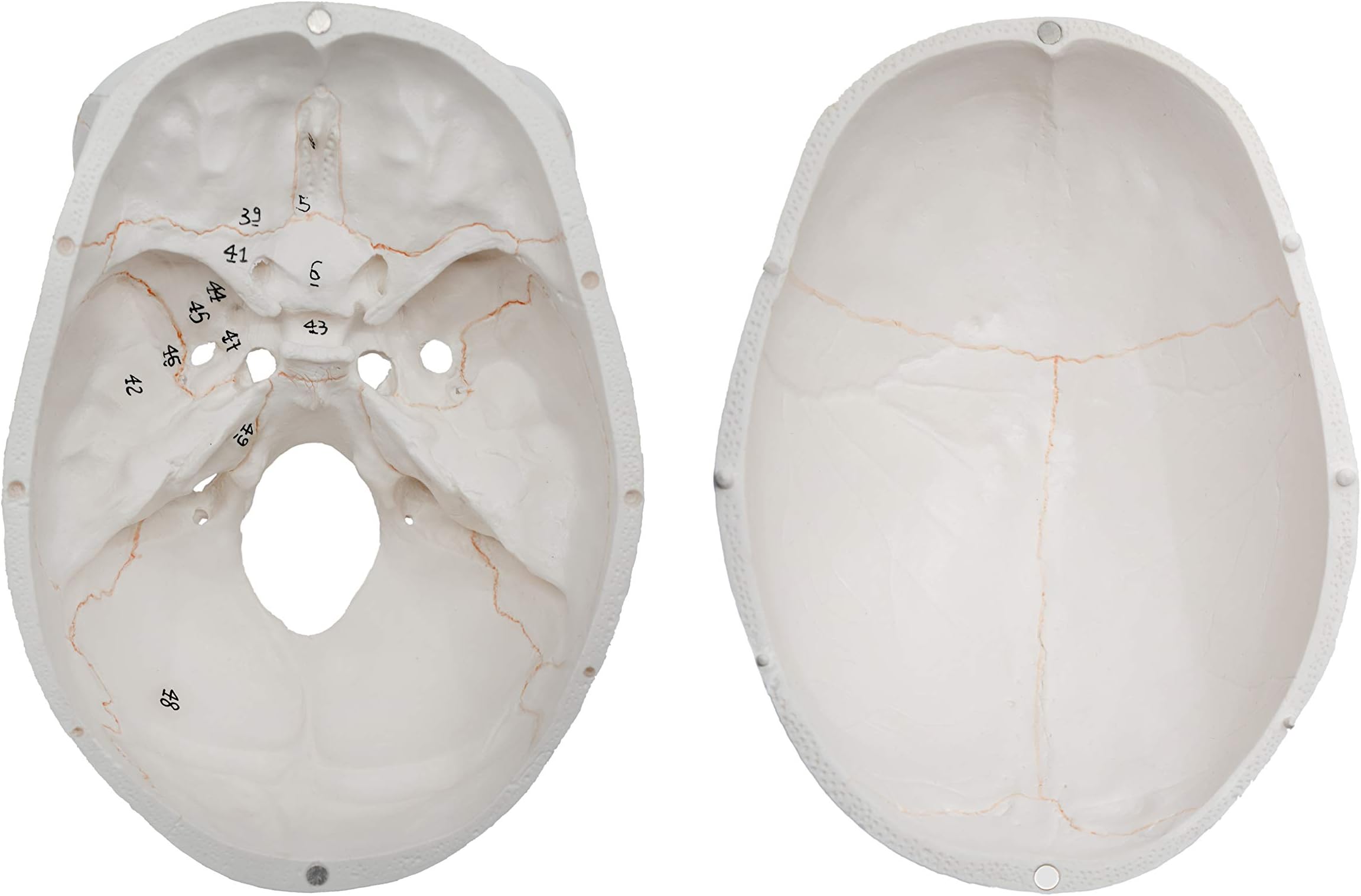 hBARSCI Numbered Human Adult Skull Anatomical Model, Medical Quality, Life Sized (9" Height) - 3 Part - Removable Skull Cap - Shows Most Major Foramen, Fossa, and Canals - Includes Full Set of Teeth