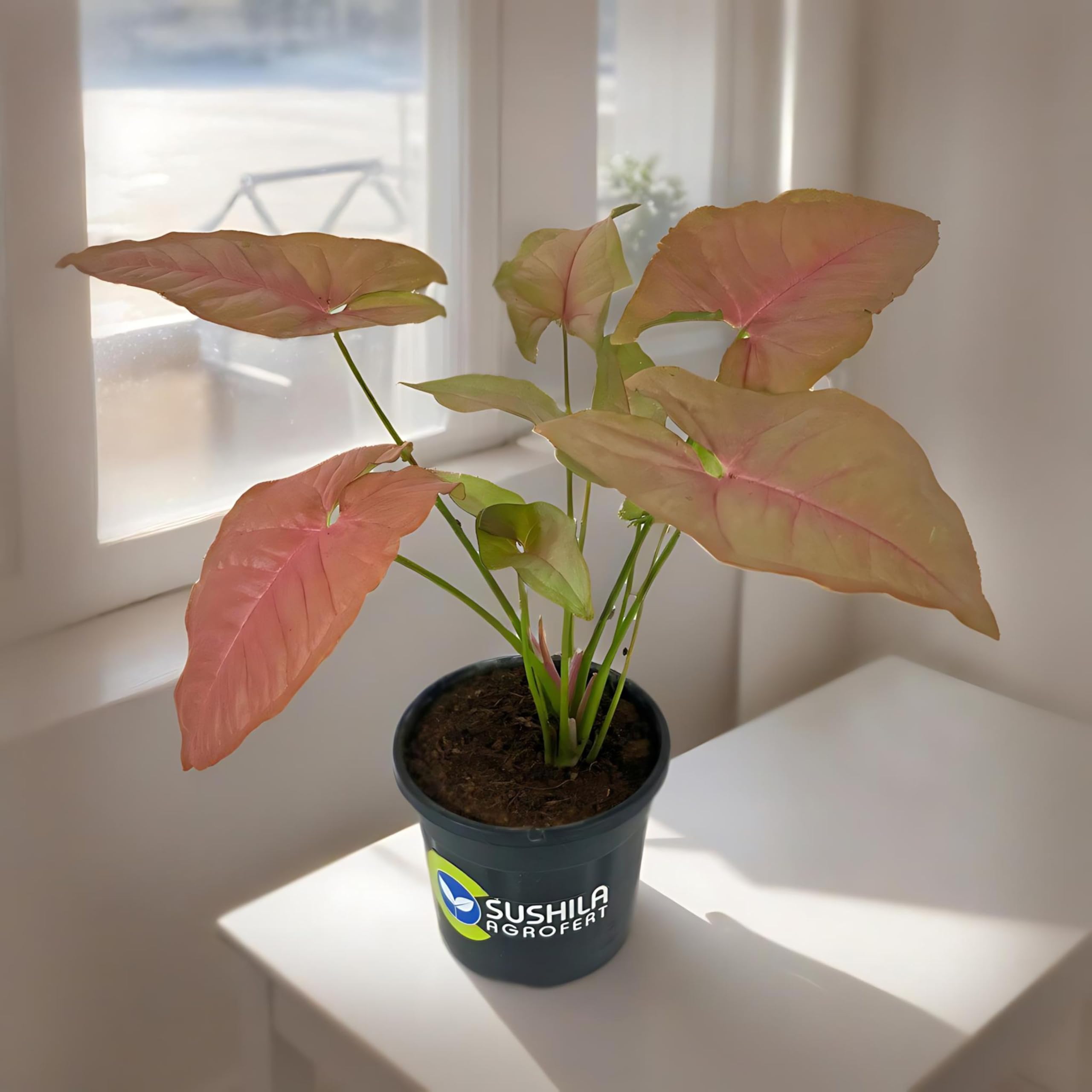Sushila Agroferts Syngonium live Pink Plant Ornamental Natural Indoor Semi Outdoor Plant (B0CH541KVK) Amazon Price History, Amazon Price Tracker