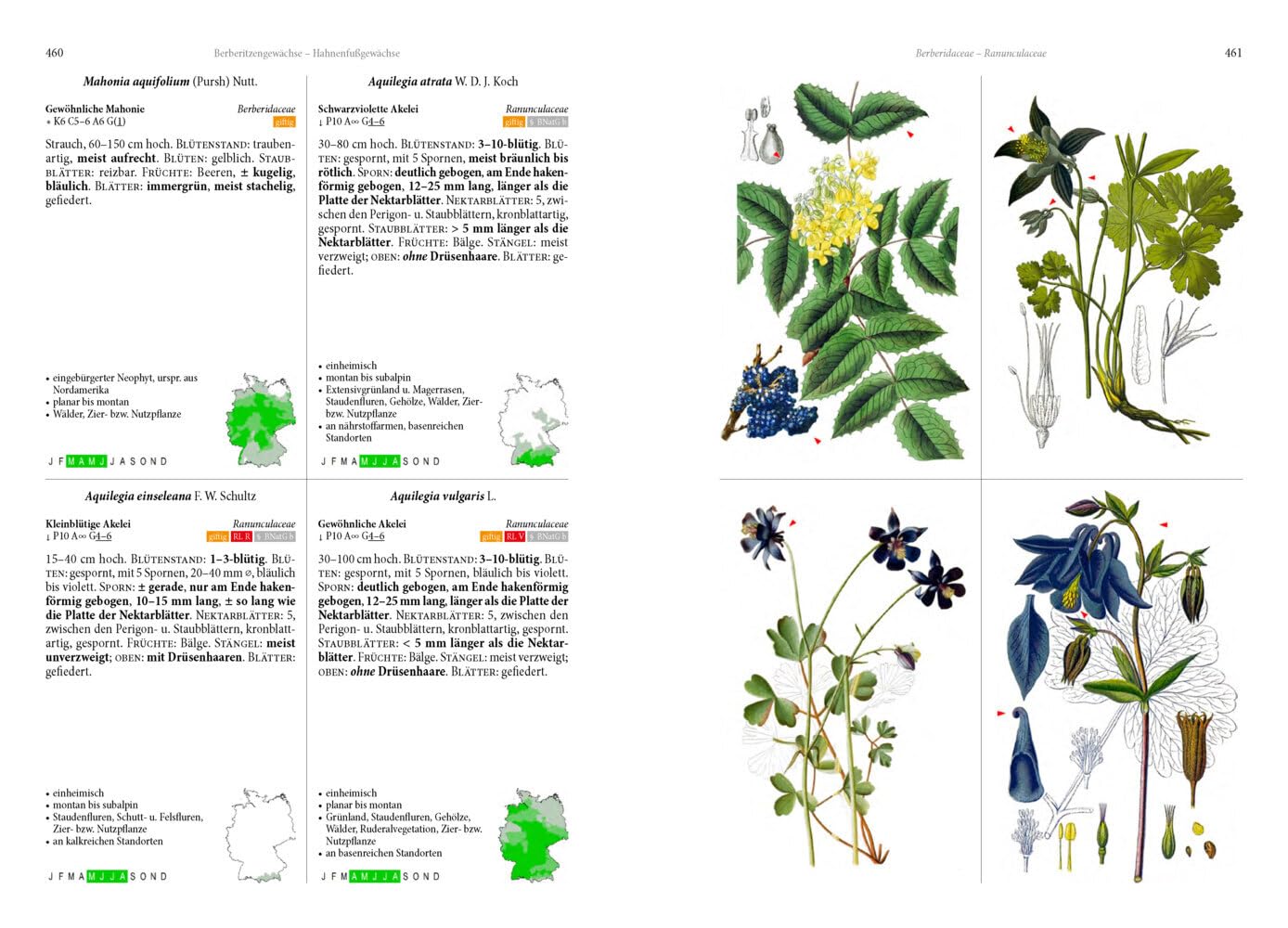 Die Flora von Deutschland. Alle heimischen Arten: Über 2.500 Pflanzen. Mit Bestimmungsschlüssel.