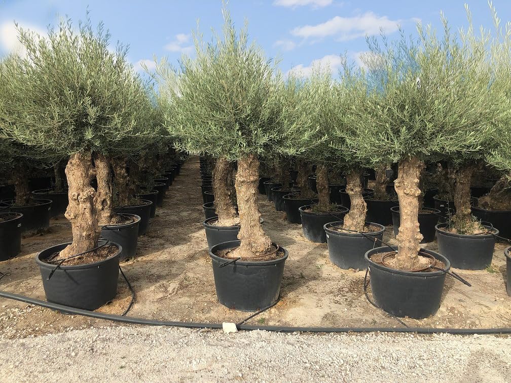 Sunny Tree - Olivenbaum - Olea Europea - Winterharte Olvenbaum Bonsai 240  cm - 80 Jahre alter Olivenbaum - Fruchttragend : Amazon.de: Garten