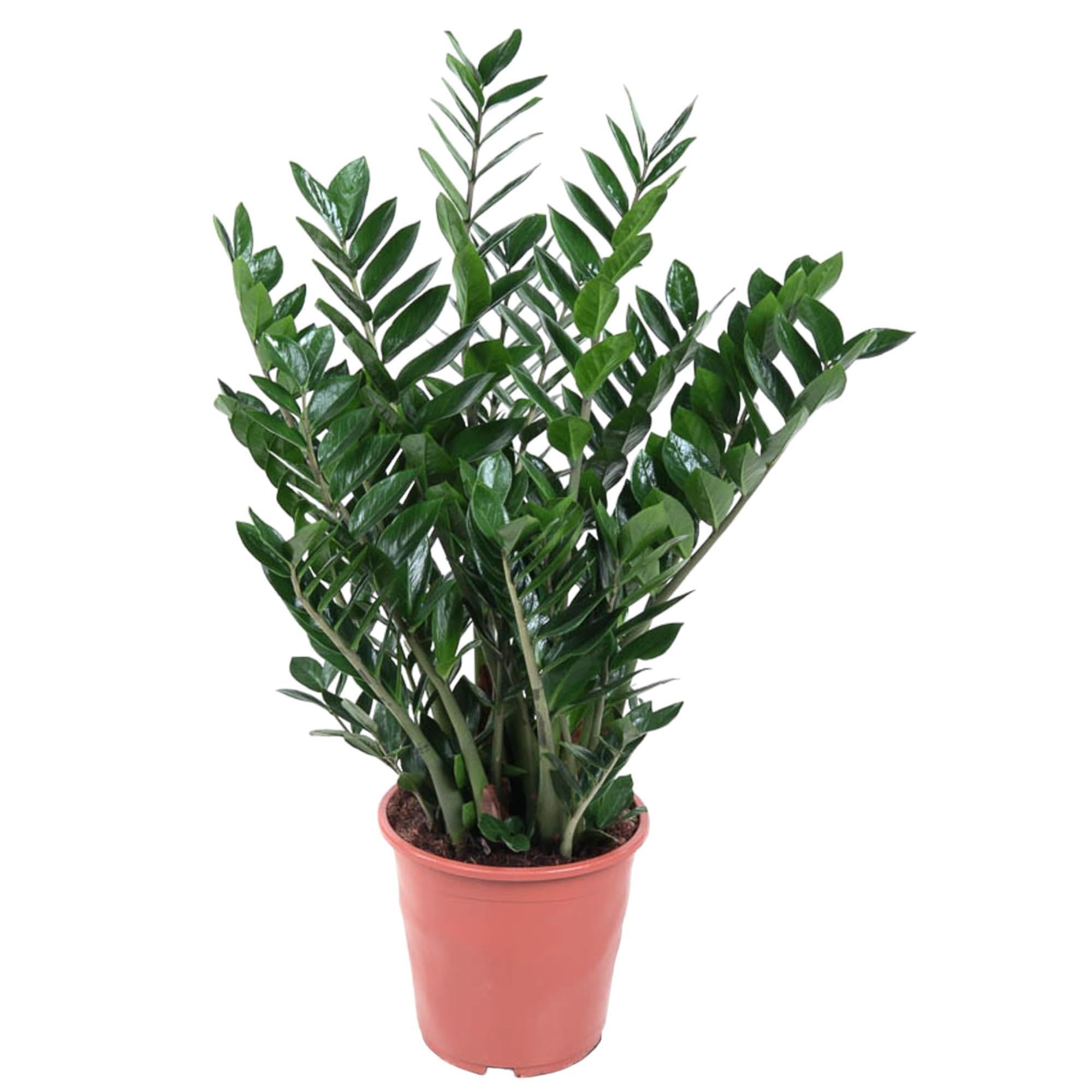 Comprar Zamioculcas Zamiifolia XL en línea - Urbangreen