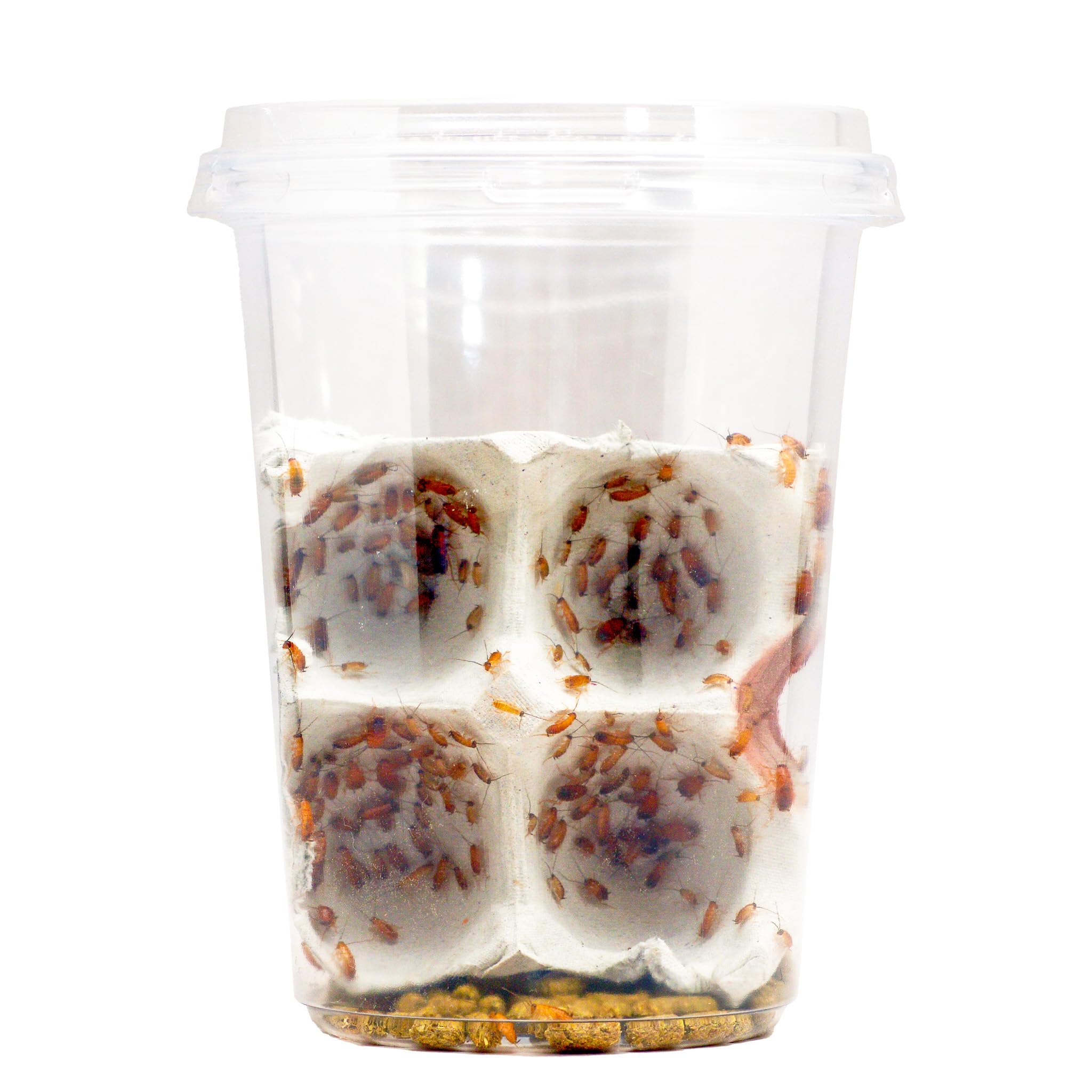 Amazon | レッドローチ Sサイズ（5-10mm) 100匹+α 大きめの