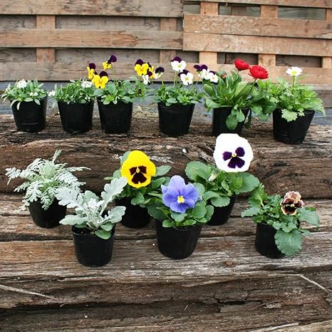 Amazon 季節の花苗セット 12ポット アリッサム 虹色スミレ ビオラ パンジー フリルパンジー チロリアンデージー クリサンセマム シルバーレース 出すティーミラー 店長おまかせ配色 Winter 花苗 3号ポット 鉢 Amazon 季節の花苗セット 12ポット アリッサム 虹色スミレ ビオラ パンジー フリルパンジー チロリアンデージー クリサンセマム シルバーレース 出すティーミラー 店長おまかせ配色 Winter 花苗 3号ポット 鉢