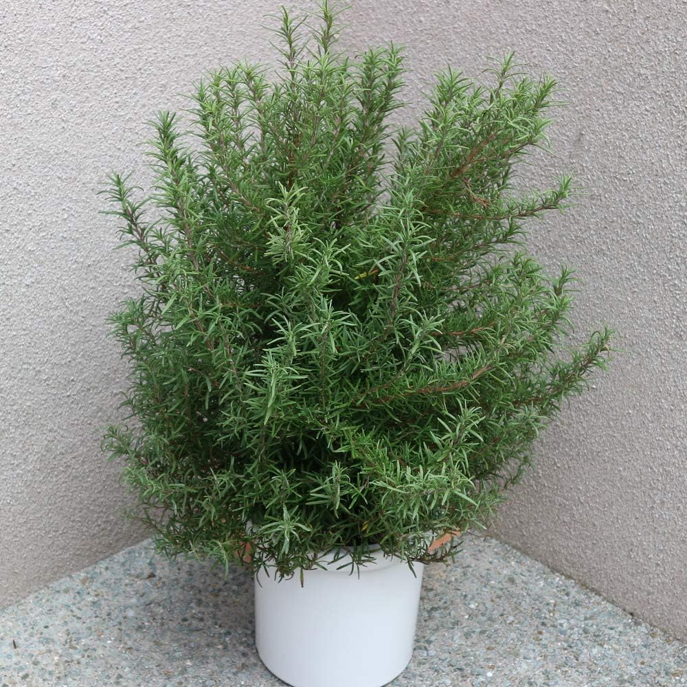 Amazon Co Jp ローズマリー マリンブルーの大苗 品種で選べるハーブ苗 8号鉢 1個 Diy 工具 ガーデン