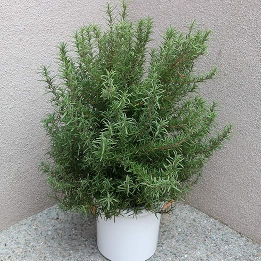 Amazon Co Jp ローズマリー マリンブルーの大苗 品種で選べるハーブ苗 8号鉢 1個 Diy 工具 ガーデン