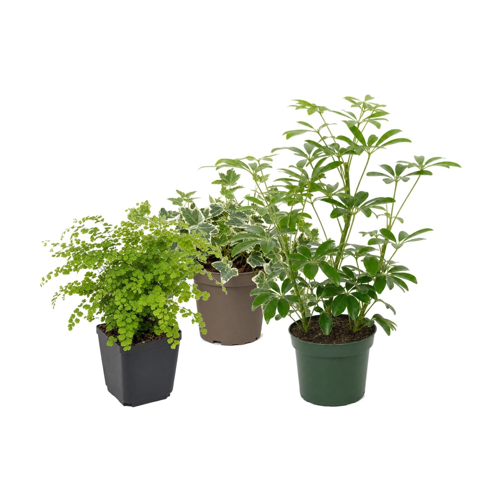 Pack 3 Plantas DECOALIVE: Culantrillo, Hiedra Variegada y Cheflera Verde