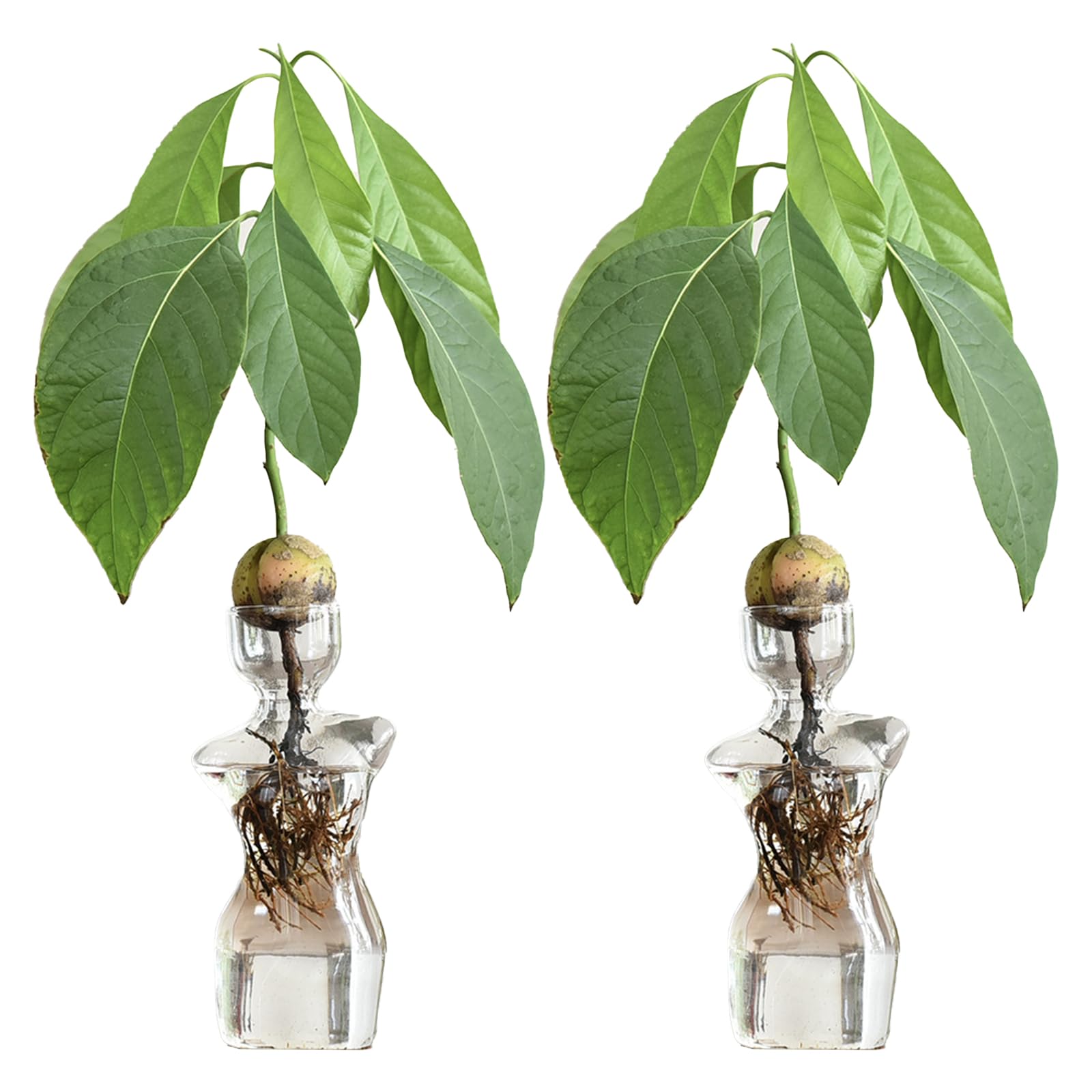 RXMORI 2 Pcs Glass Avocado Seed Vase,Avocado Tree Flower Vases,Avocado Tree Growing Kit Flowers Pot,Hydroponic Plant Propagation Vase for Home Table Desk Decor