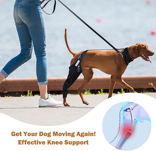 Miniatura 5 de DGYAO Rodillera para perro para ACL dislocación de la rodilla artritis envoltura completa fácil de ajustable soporte adicional reduce el dolor y la