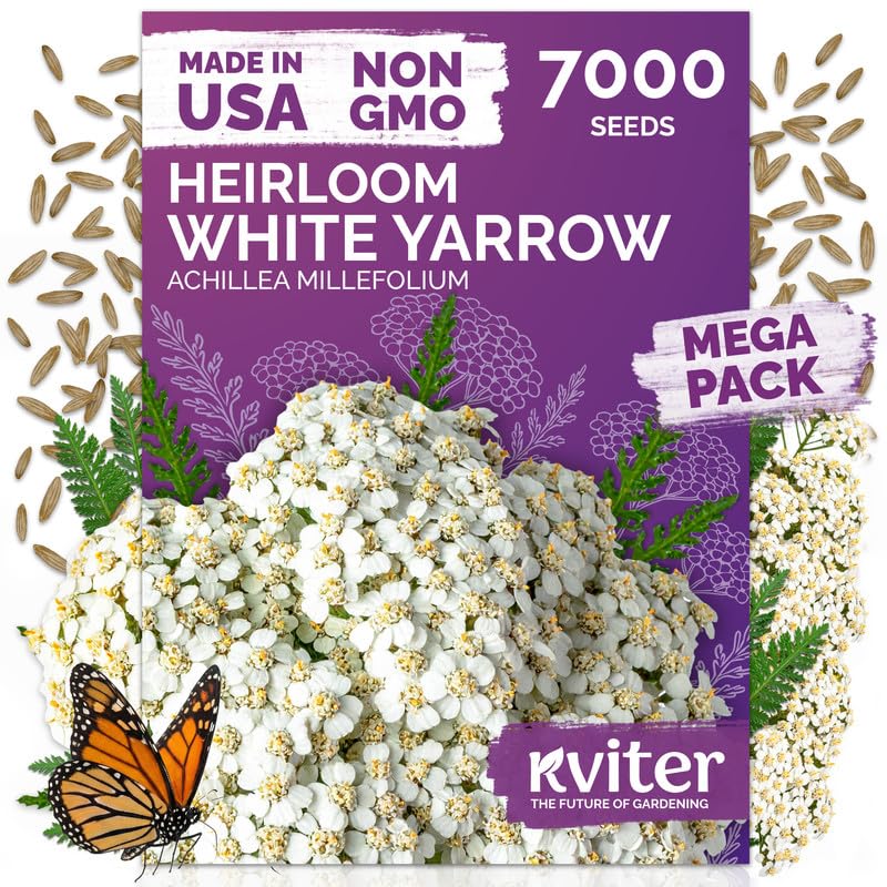 KVITER 7000 White Yarrow Seeds for Planting (Achillea Millefolium) &mdash; Perennial Flower Seeds to...