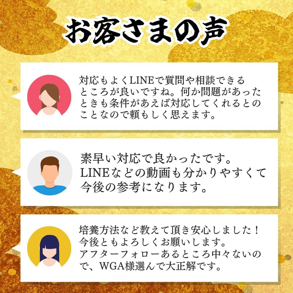 Amazon | 【10匹＋α】メダカ サファイア【めだか】S~SSサイズ 稚魚