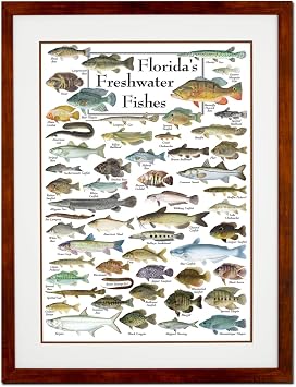 Earth Sky + Water - Floridas Freshwater Fishes - Double-matted Posters with Honey Frame