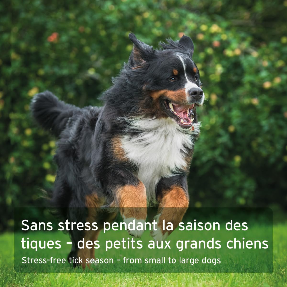 AniForte Bouclier Anti Tique pour Chiens (Poids 10-35 kg) 60 gélules - Protection Anti-tiques pour Chiens, Vraie Barrière Contre Les tiques, Naturel & Efficace