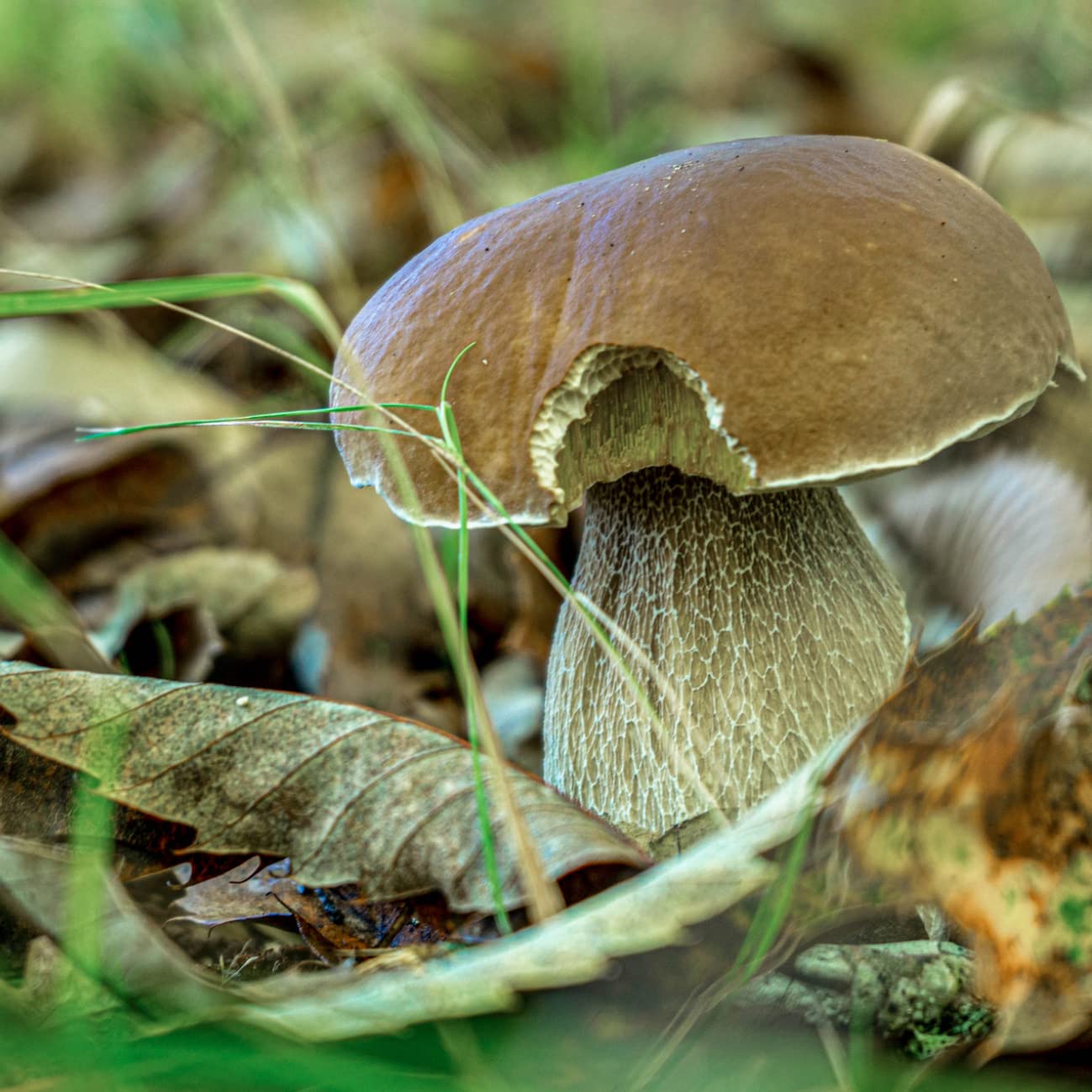 Funghi porcini in polvere 200g I Funghi porcini I Naturali I Macinati I Funghi porcini secchi I BIO LEIS in harmony with nature (200g)