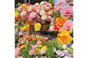 Moss Rose Seeds: A Vibrant Symphony of Portulaca Grandiflora