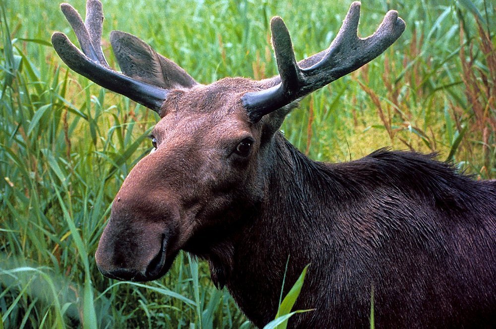 Carte Lenticulaire CORA MATCH 2014 N° 37/44 - Le Lionceau (A9673