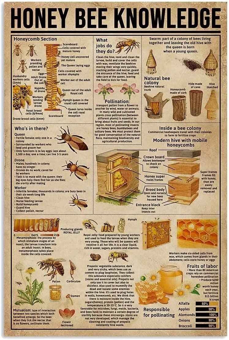 Haosensix Honey Bee Knowledge Metal Tin Sign Honeycomb Section Retro Poster Farmhouse Classroom Library Wall Decor Poster Painting 8x12 Inch